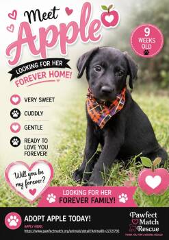 Apple- Apex Labs Litter -  Labrador Retriever Dog for Adoption in Holly Springs, North Carolina - Apple- Apex Labs Litter | PetCurious