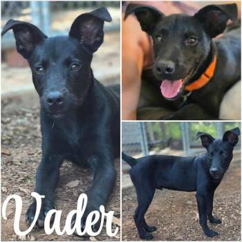 Rescue Black Labrador Retriever Dogs for Adoption in Taghkanic, New York - Vader | PetCurious
