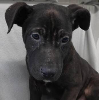 Shepherd and Labrador Retriever Dogs Available for Adoption - Niblish | PetCurious