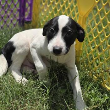Rescue Mixed Breed Dogs for Adoption in Kempner, Texas - Bashful | PetCurious
