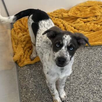 Lotus -  Catahoula Leopard Dog and Hound Dog for Adoption in Kanab, Utah - Lotus | PetCurious