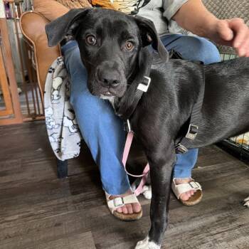 Penelope -  Black Labrador Retriever Dog for Adoption in Sequatchie, Tennessee - Penelope | PetCurious
