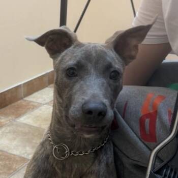 Maverick -  Mixed Breed Dog for Adoption in Midland, Texas - Maverick | PetCurious