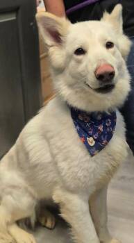 Valley -  White German Shepherd Dog for Adoption - Valley | PetCurious
