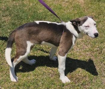 Husky Dogs Available for Adoption in Morrilton, Arkansas - Rain | PetCurious