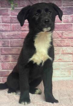 Border Collie Dogs Available for Adoption in Sedalia, Colorado - Eclipse | PetCurious