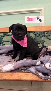 Pit Bull Terrier and Black Labrador Retriever Dogs Available for Adoption in Plano, Texas - Scout | PetCurious