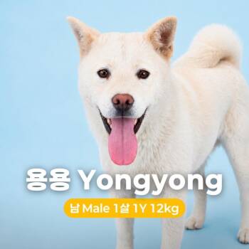 Jindo Dogs Available for Adoption in Northbrook, Illinois - Yongyong | PetCurious