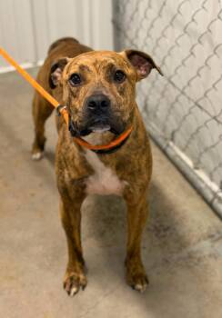 Patty Melt -  Boxer Dog for Adoption in Lancaster, Ohio - Patty Melt | PetCurious
