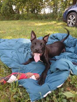 Rescue Australian Cattle Dog Blue Heeler and Pit Bull Terrier Dogs for Adoption in Bolivar, Missouri - Arlo | PetCurious