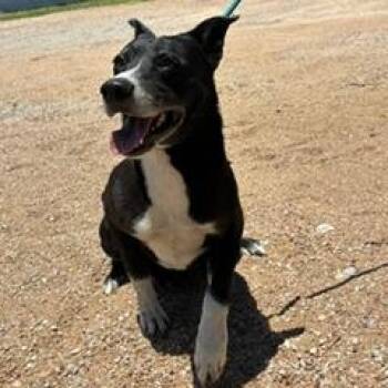 Tootles -  Border Collie and Mixed Breed Dog for Adoption in Buchanan Dam, Texas - Tootles | PetCurious