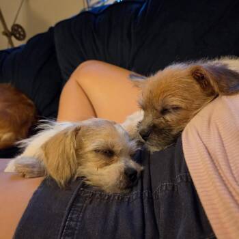 Glitterhoof -  Cairn Terrier Dog for Adoption in Boerne, Texas - Glitterhoof | PetCurious