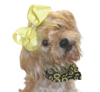 Isabelle -  Wirehaired Terrier Dog for Adoption in Springfield, Ohio - Isabelle | PetCurious