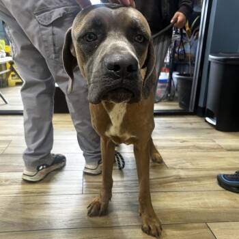 Beamer -  Cane Corso Dog for Adoption in Newark, New Jersey - Beamer | PetCurious