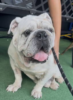 Rescue English Bulldog Dogs for Adoption in Sanford, Florida - Bober | PetCurious