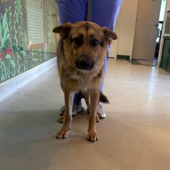 Zen - 060801U -  Shepherd and Mixed Breed Dog for Adoption in Tupelo, Mississippi - Zen - 060801U | PetCurious