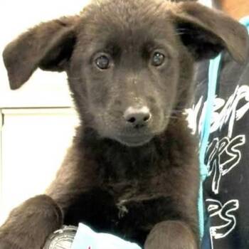 Athena -  Shepherd and Retriever Dog for Adoption in Rockville, Maryland - Athena | PetCurious