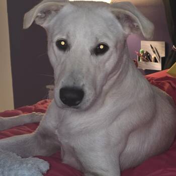 Charley -  Labrador Retriever Dog for Adoption in Indianapolis, Indiana - Charley | PetCurious