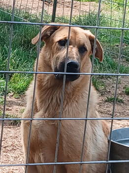 Rescue German Shepherd Dog and Chocolate Labrador Retriever Dogs for Adoption in Battle Ground, Washington - FENGEER | PetCurious