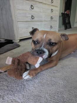 REX -  Pit Bull Terrier Dog for Adoption in Las Vegas, Nevada - REX | PetCurious