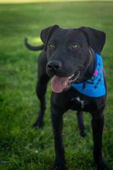 Rescue Pit Bull Terrier and Labrador Retriever Dogs for Adoption in Fort Lupton, Colorado - Kwyatt | PetCurious