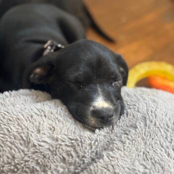 Catahoula Leopard Dog and Pit Bull Terrier Dogs Available for Adoption in Falls Church, Virginia - Spotty Dotty Pup: Dorothy | PetCurious