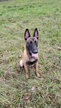 Belgian Shepherd Malinois Dogs Available for Adoption - Usko | PetCurious