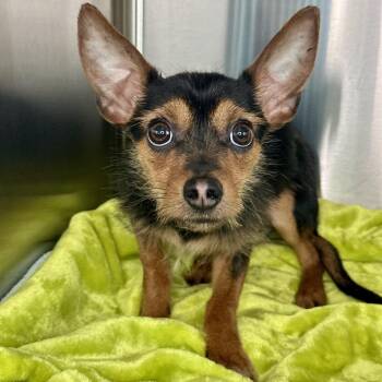 Mixed Breed Dogs Available for Adoption in Matteson, Illinois - Galiant | PetCurious