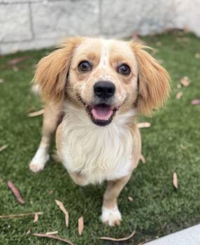 Rescue Jack Russell Terrier and Spaniel Dogs for Adoption in Cypress, California - Buddy 11 | PetCurious