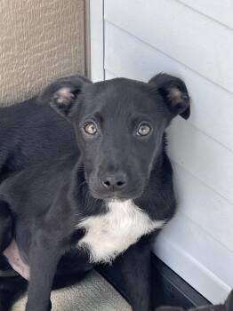Australian Cattle Dog Blue Heeler Dogs Available for Adoption in Bolivar, Missouri - Grit | PetCurious