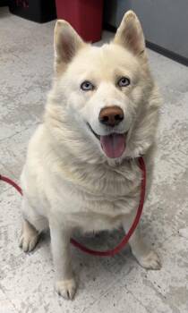 Buck Wheat -  Siberian Husky Dog for Adoption in Salt Lake City, Utah - Buck Wheat | PetCurious