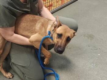 A176697 -  Mixed Breed Dog for Adoption in Santa Fe, New Mexico - A176697 | PetCurious