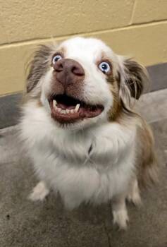 Pico -  Australian Shepherd Dog for Adoption in Bellingham, Washington - Pico | PetCurious