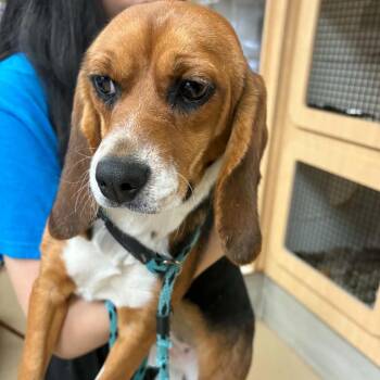 Hazelnut - Chino Hills Location -  Beagle Dog for Adoption in Chino Hills, California - Hazelnut - Chino Hills Location | PetCurious