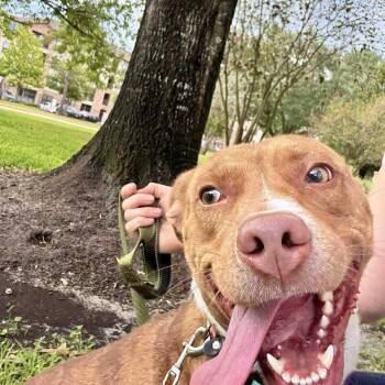 Carly -  Carolina Dog and Pit Bull Terrier Dog for Adoption in Richmond, Texas - Carly | PetCurious