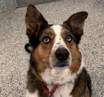 Australian Shepherd Dogs Available for Adoption in Golden, Colorado - Ham | PetCurious