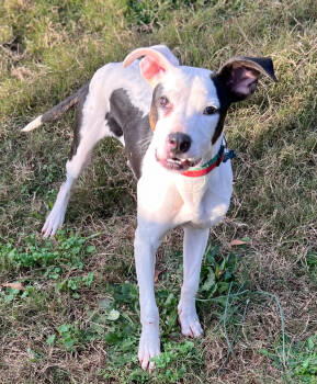 Rescue Mixed Breed Dogs for Adoption in Sandy Springs, Georgia - Ryland | PetCurious