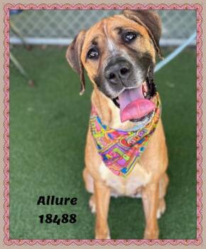 Hound Dogs Available for Adoption in Marietta, Georgia - ALLURE | PetCurious