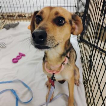 Aussie -  Cattle Dog and Shepherd Dog for Adoption in East St. Louis, Illinois - Aussie | PetCurious