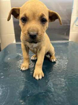 Mixed Breed Dogs Available for Adoption in West Chester, Pennsylvania - Tritt | PetCurious