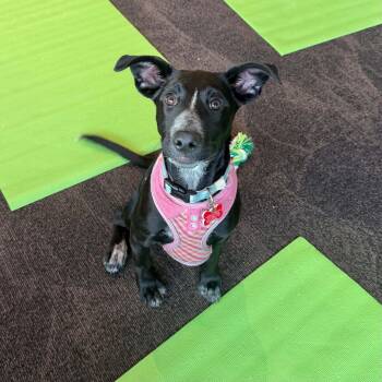 Dixie -  Australian Cattle Dog Blue Heeler and Border Collie Dog for Adoption in Boulder, Colorado - Dixie | PetCurious