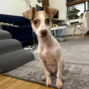 Italian Greyhound Dogs Available for Adoption - Barry | PetCurious