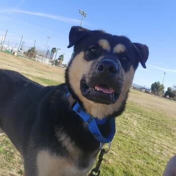 German Shepherd Dog and Mixed Breed Dogs Available for Adoption - LIGHTNING BUG | PetCurious