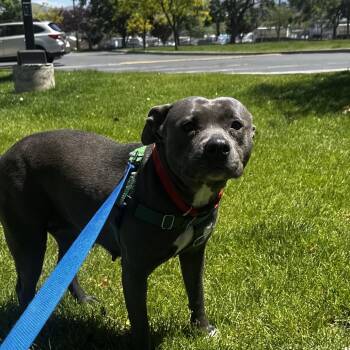 Mixed Breed Dogs Available for Adoption in Murray, Utah - Nala | PetCurious