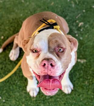 KC26-116 -  Bulldog Dog for Adoption in Ridgecrest, California - KC26-116 | PetCurious