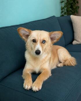 Belle -  Australian Terrier and Terrier Dog for Adoption in Poway, California - Belle | PetCurious
