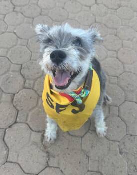 Schnauzer and Poodle Dogs Available for Adoption in Ramona, California - Barney | PetCurious