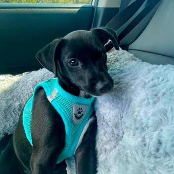 Indie -  Chihuahua Dog for Adoption in Warren, Rhode Island - Indie | PetCurious