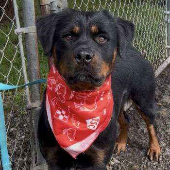 Rottweiler Dogs Available for Adoption in Woodland, California - Paige | PetCurious