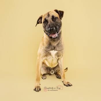 Rescue Belgian Shepherd Sheepdog and Mixed Breed Dogs for Adoption in Houston, Texas - Rooster | PetCurious